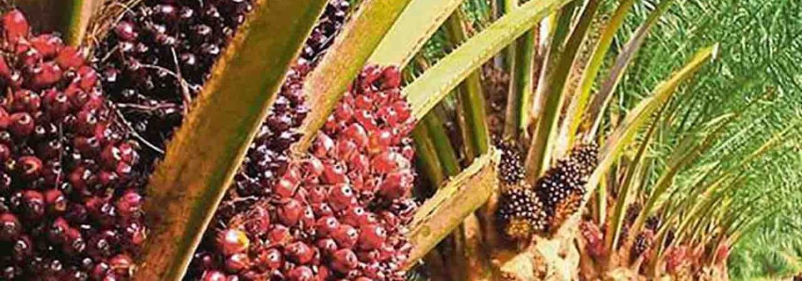 Ekspor Indonesia ke GCC