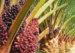 Ekspor Indonesia ke GCC